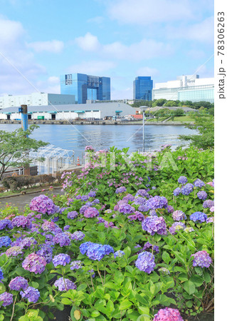お台場の紫陽花と観覧車 お台場の紫陽花と観覧車 78306263