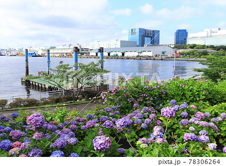 お台場の紫陽花と観覧車 お台場の紫陽花と観覧車 78306264