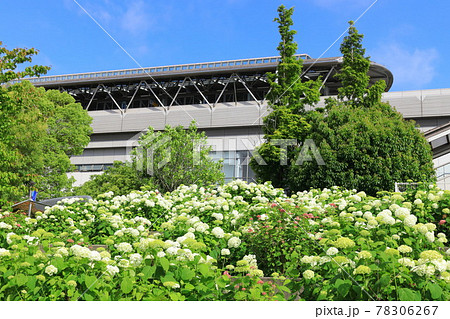 お台場の紫陽花と観覧車 78306267