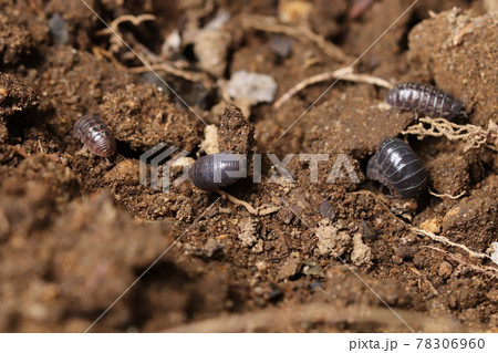 ダンゴムシ ダンゴムシ 78306960