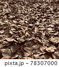 日に照らされている地面一面の茶色の落ち葉 78307000
