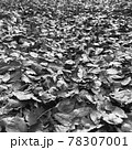 地面一面の落ち葉のモノクロ写真 78307001