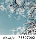 頭上の枯木と青空と雲 78307002