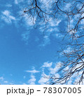 頭上の枯木と青空と雲 78307005