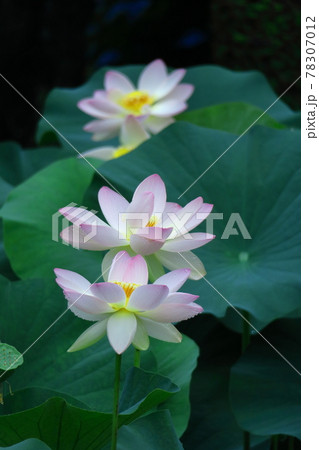 神聖な花 78307012