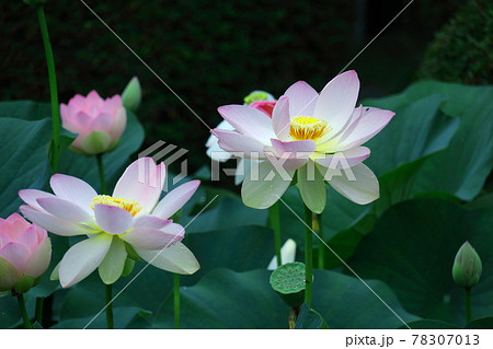神聖な花 78307013