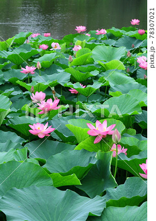 神聖な花 神聖な花 78307021