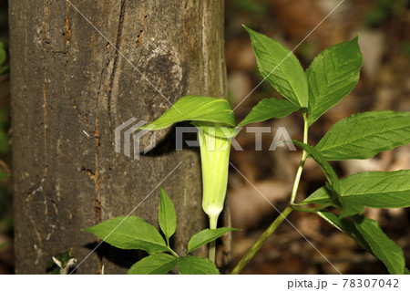 ホソバテンナンンショウ 78307042