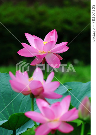 神聖な花 78307205