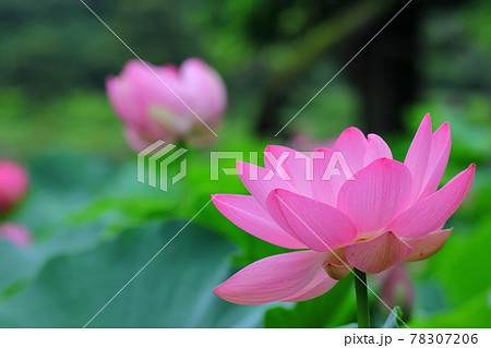神聖な花の写真素材 7076