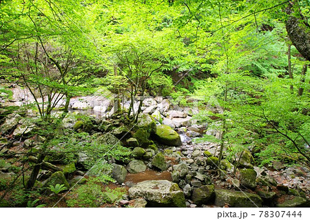 前山八方ヶ原線歩道 滝巡りハイキング 前山八方ヶ原線歩道 滝巡りハイキング 78307444