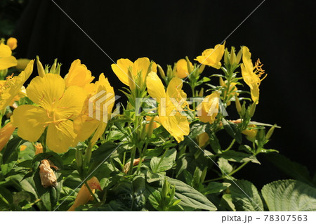 空 樹木 木 78307563