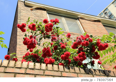 晴れ ビル 樹木 78307564