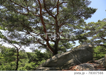 晴れ 松 樹木 78307566