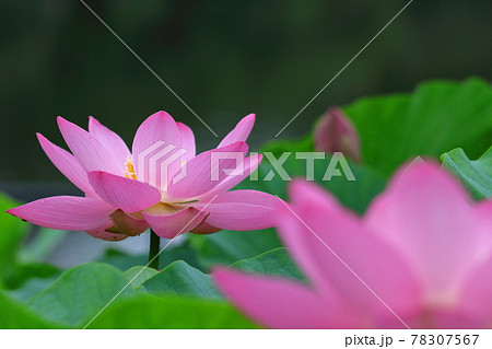 神聖な花 神聖な花 78307567