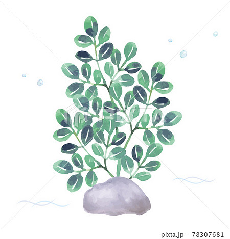 海藻の水彩イラストのイラスト素材 海藻の水彩イラストのイラスト素材