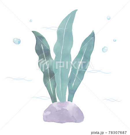 昆布の水彩イラスト 78307687
