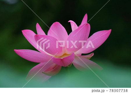 神聖な花 78307738