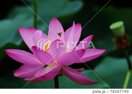 神聖な花 神聖な花 78307740