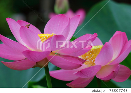 神聖な花 78307743