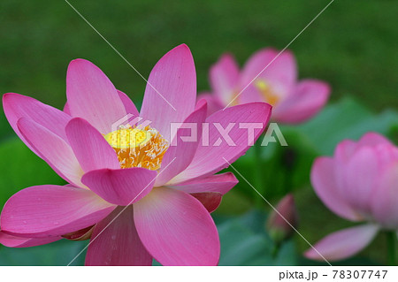 神聖な花 78307747