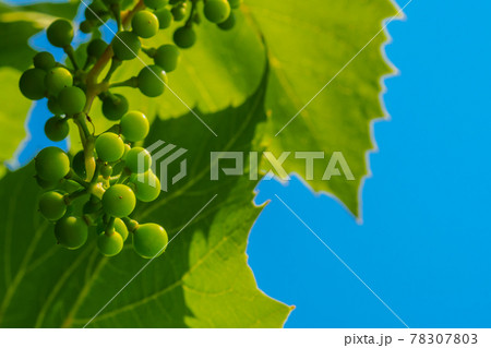 A bunch of unripe green grapes on the background of grape leaves and blue sky. 78307803