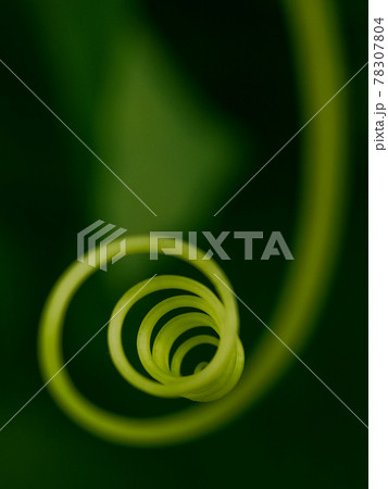Selective focus on the mustache of a cucumber swirling in the form of a spiral 78307804