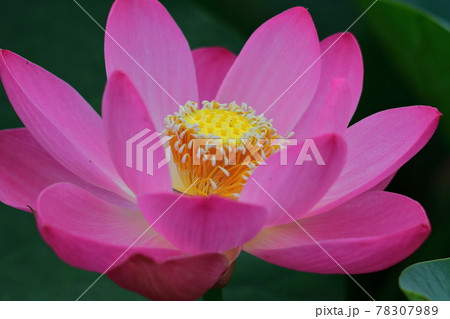 神聖な花 神聖な花 78307989