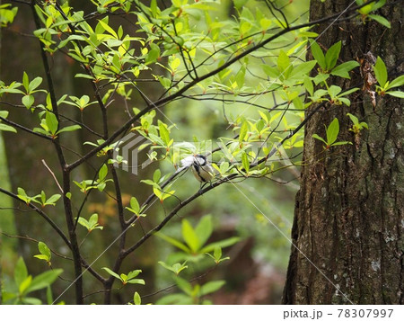 巣作りの材料を口に咥えているシジュウカラ 春のシジュウカラの写真素材