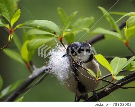 巣作りの材料を口に咥えているシジュウカラ 春のシジュウカラの写真素材