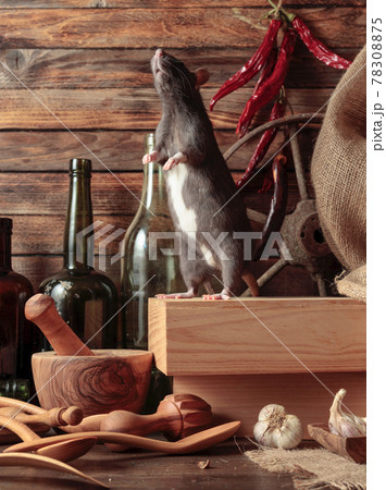 Rat on a table in an old shed. 78308875
