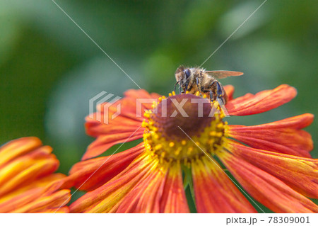 Honey bee covered with yellow pollen drink nectar, pollinating orange flower. Inspirational natural floral spring or summer blooming garden or park background. Life of insects. Macro close up. Honey bee covered with yellow pollen drink nectar, pollinating orange flower. Inspirational natural floral spring or summer blooming garden or park background. Life of insects. Macro close up. 78309001