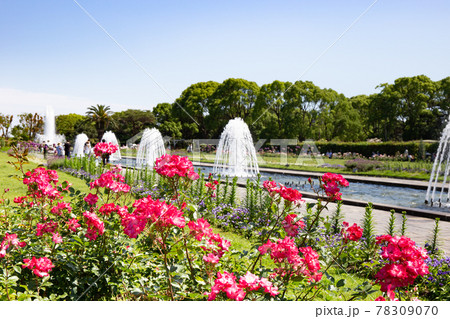 神戸・須磨離宮公園のバラと噴水 神戸・須磨離宮公園のバラと噴水 78309070