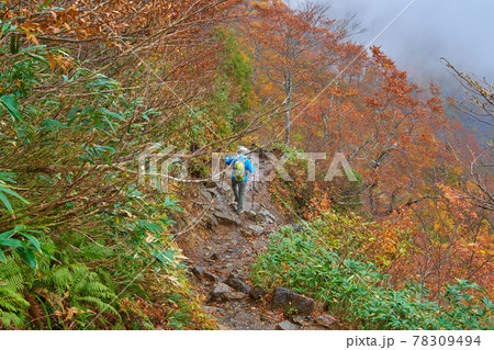 秋の群馬県 谷川岳の雨で濡れた天神尾根の登山道を歩く登山者 78309494