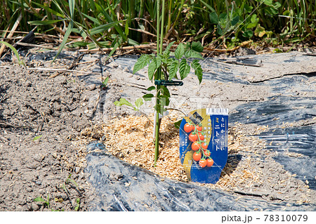 5月の家庭菜園(定植直後のミニトマト) 5月の家庭菜園(定植直後のミニトマト) 78310079