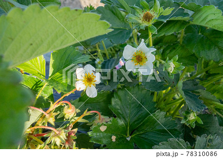 5月の家庭菜園(苺の花) 5月の家庭菜園(苺の花) 78310086