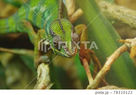 green chameleon 78310122