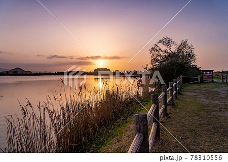 鳥取県米子市　春の米子水鳥公園の夕景 78310556