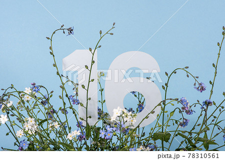 Number sixteen among blue forget-me-not flowers. .Birthday, anniversary, jubilee concept. Number sixteen among blue forget-me-not flowers. .Birthday, anniversary, jubilee concept. 78310561