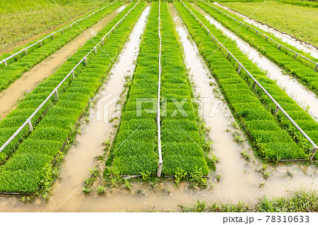農業　ビニールハウスの水苗代 78310633