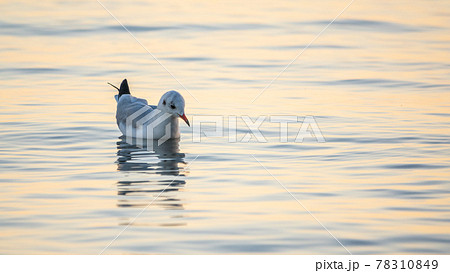 Seagull, The European herring gull, swims in the sea Seagull, The European herring gull, swims in the sea 78310849