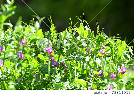 カラスノエンドウ（烏野豌豆） 78311015