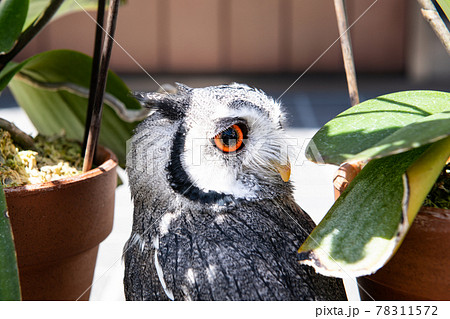 森の哲学者フクロウ　植木鉢とアフリカオオコノハズク 78311572