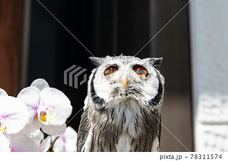森の哲学者フクロウ　胡蝶蘭とアフリカオオコノハズク 78311574
