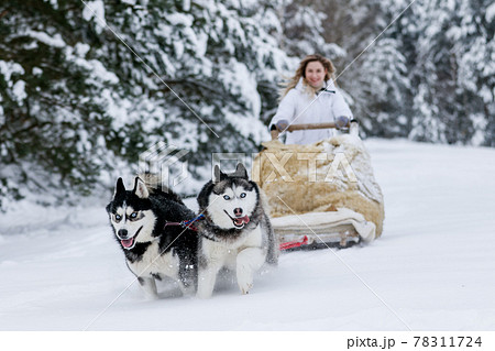 A girl rides a sleigh pulled by a Siberian husky. Husky sled dogs are harnessed for sport sledding on skis as fun for Christmas. A girl rides a sleigh pulled by a Siberian husky. Husky sled dogs are harnessed for sport sledding on skis as fun for Christmas. 78311724
