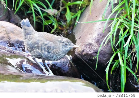 カワガラスの雛 カワガラスの雛 78311759