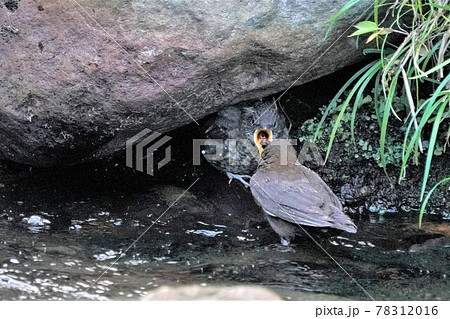 カワガラスの雛に餌を与える親鳥 カワガラスの雛に餌を与える親鳥 78312016