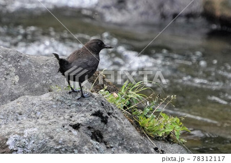 カワガラスの雛の為にせっせと餌を探す親鳥 78312117