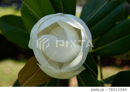 タイサンボクの花 78312384