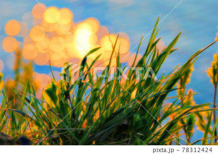 Beautiful grass close-up on a blurred blue background with bright highlights. Beautiful grass close-up on a blurred blue background with bright highlights. 78312424